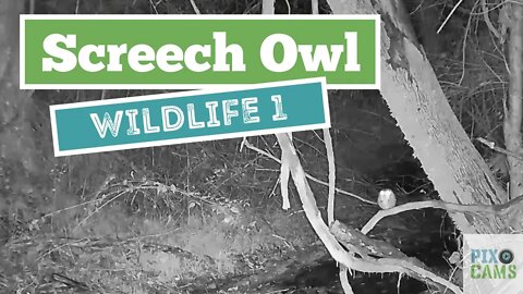 Screech Owl WL Cam 1