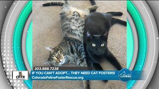 Colorado Feline Foster Rescue // Adopt Today