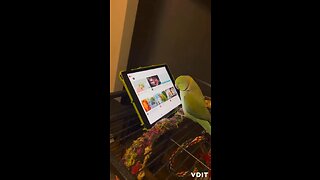 Funny parrot with iPad funny bird