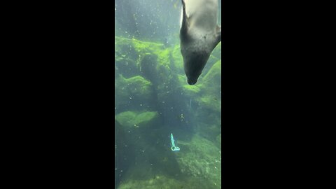 Seal fish enjoying with family