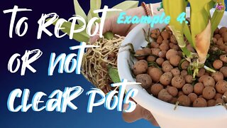 How to understand the health of the root ball in an opaque pot | To repot or not? #SemiHydroponics