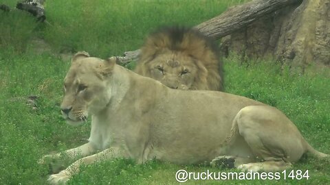 African Lions love on each other compilation