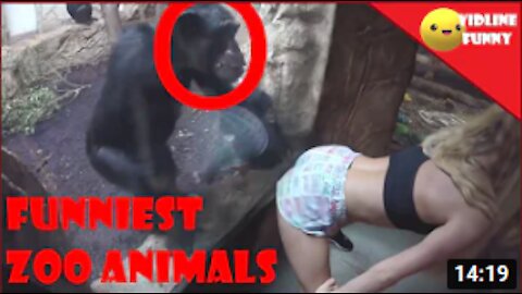 Funny Zoo Animals