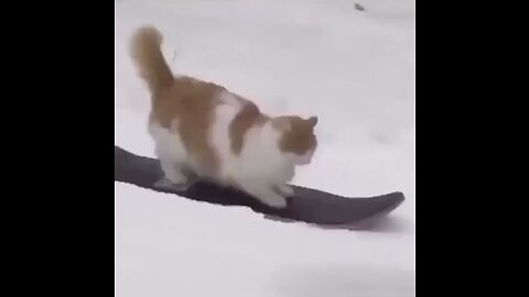 Cute and funny cat/ scating on ice😂/funny animals movements. AnimalLover 🐾 #PetsAreFamily 🐶 #ViralVideo #TrendingNow #YouTubeFamous #HotTopic #MustWatch #PopularCulture #InfluencerLife #CurrentEvents #EntertainmentNews #TrendingTopic.