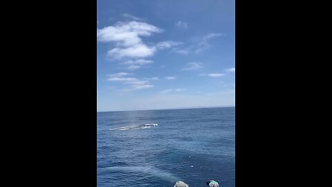 Giantic Whales