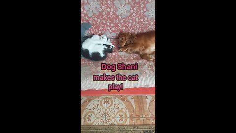 Dog Shani makes the cat play!