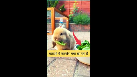 बताओ यह खरगोश क्या खा रहा है?Tell me what is this rabbit eating?