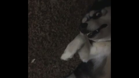 Dog Sleeps Under Bed With The Most Funniest Face Ever!