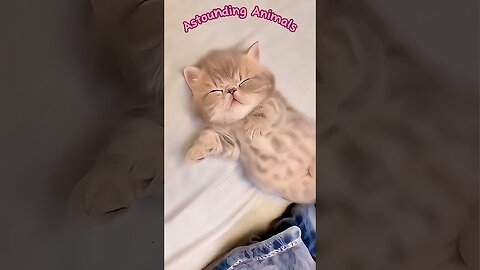 Funny Cat Song 😹 “My Little Kitty Friend” 😽 Adorable, Hilarious & Amazing Cats 💕Astounding Animals