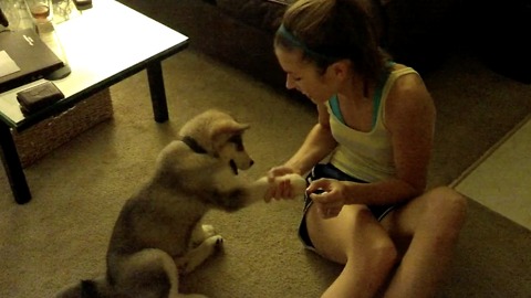 Cute puppy learns how to shake hands with his paw