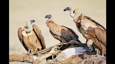 5 Fun Facts About The Indian Vulture