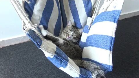 Cool Cat Is Chilling in His Swing Chair