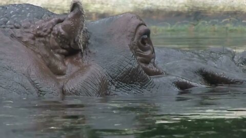 Hippo looks away from camera