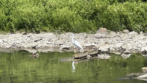 Great White Egret Humber River James Gardens Toronto