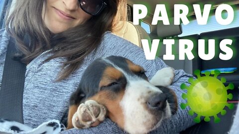 Our Puppy Has Parvovirus! | Our Story