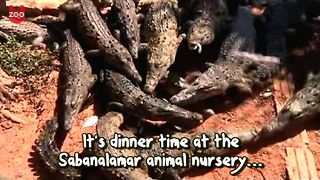 Cuban Crocodile Nursery