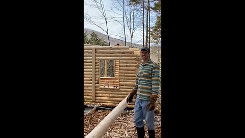 That was a tree just this morning! #logcabin #offgrid #logcabinbuild