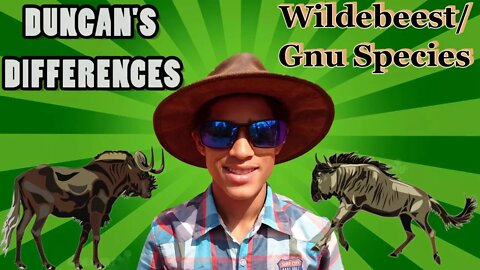 Duncan's Differences | Wildebeest/Gnu Species | How To Tell