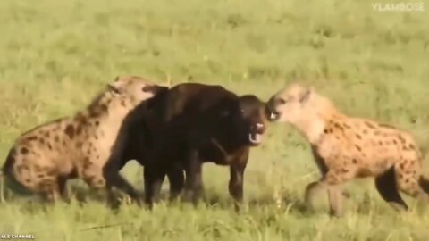 Three hyena attack to baby buffalo and buffalo calf died 2022 ||