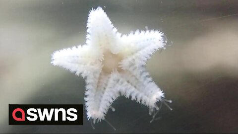 Rare video captures the HUNDREDS of tiny feet starfish use to escape predators