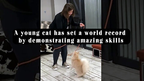 A young cat has set a world record by demonstrating amazing skills @InterestingStranger