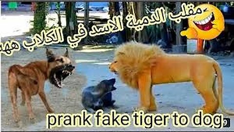 TrollPrankDogFunny&fakeLionandFakeTigerPrankTodog&HugeBoxPranktodog