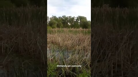 Midwest wetlands