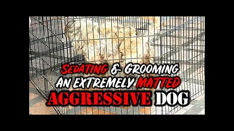Sedating & Grooming An EXTREMELY MATTED Aggressive Dog