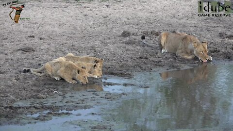 Daughters Of The Mapogo Lions - Rebuilding The Othawa Pride - 105: Thirsty Pride