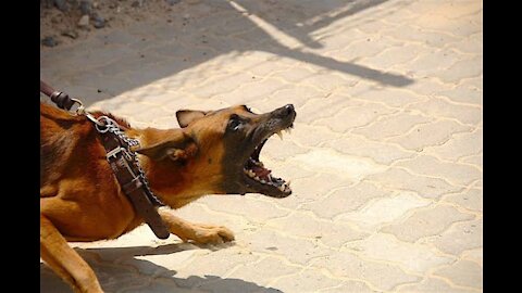 How To Make A Dog Fully Aggressive Instantly With Some Easy Tricks