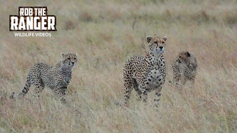 Cheetah Family Looking For Food | Maasai Mara Safari | Zebra Plains