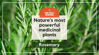 Nature’s most powerful medicinal plants: Rosemary