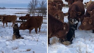 Cute dog is definitely a cow magnet