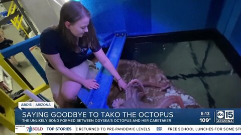 Saying goodbye to Tako: The special bond between the OdySea octopus and caretaker