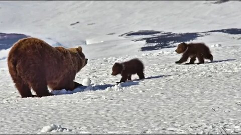 Kamchatka, life begins, respect for nature 4