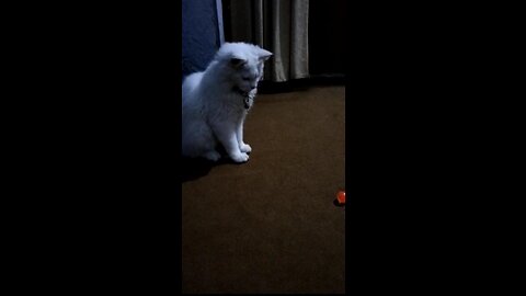 cute cat in mood and playing with ball