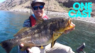 Calico Bass worth seeing | ONE CAST SERIES