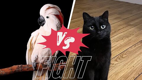 Cat And Parrot 😺 Fight 🦜 Funny Fighting 😄