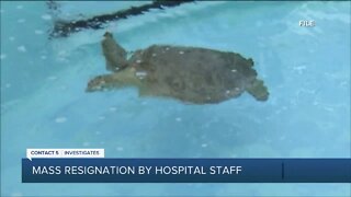 Mass resignation of hospital staff at Loggerhead Marinelife Center