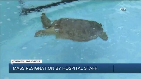 Mass resignation of hospital staff at Loggerhead Marinelife Center