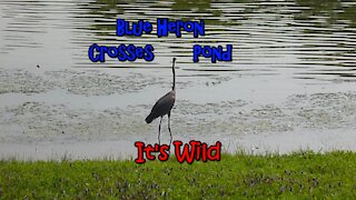 Great Blue Heron Crosses Pond