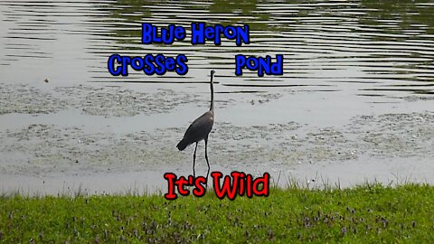 Great Blue Heron Crosses Pond