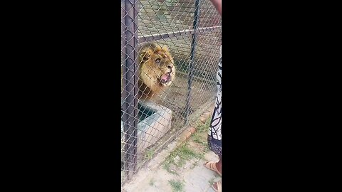 Lion attack 🐅