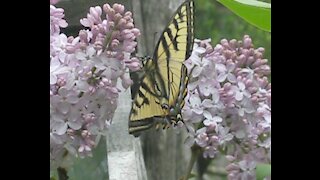 Canadian Tiger Swallowtail Butterfly 2