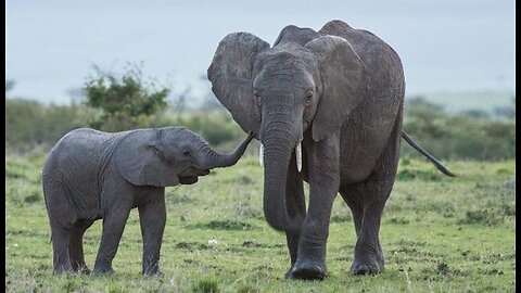 Life of Elephants