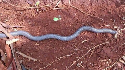 Cobra Perigosa, Deixa eu pegar ela para ver se ela pica!