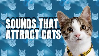 Sounds that attract cats - Meow to make cats come to you