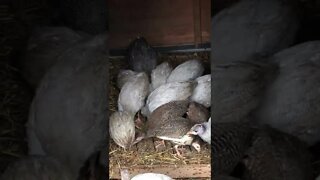 Guinea fowl keets