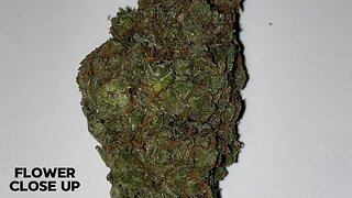 Super Silver Haze From Radar Breeder