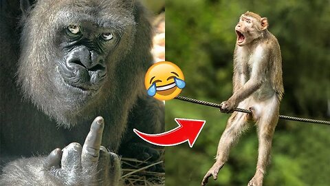 Laugh a Lot With The Funny Moments Of Monkeys 🐵 Funniest Animals Video